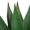 2ft. Potted Green Agave Americana Artificial Succulent Plant